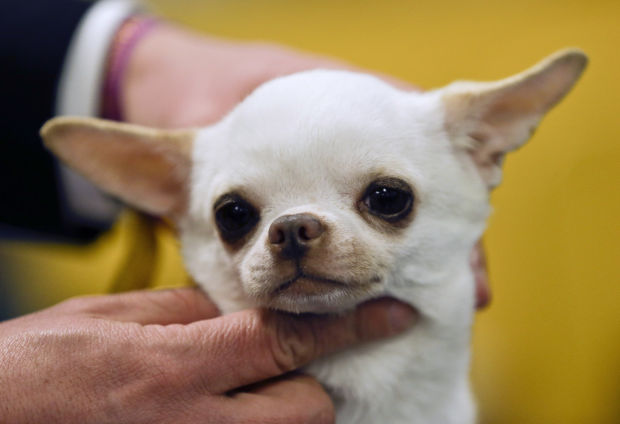Westminster Dog Show